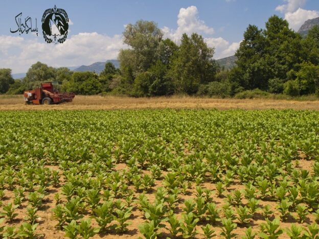 داستان توتون مقدونیه و سفر به بالکان